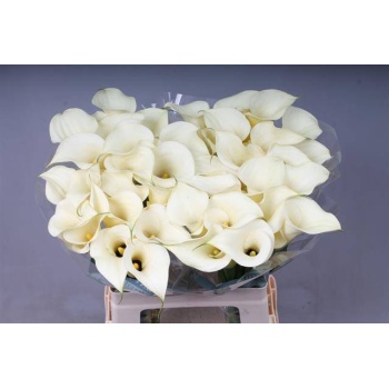product/img.floraplaza.nl/LZANSNO6-LIVE_fotos-0xA3AABB62CE3272E2D4CE44FF9DCA1C8D365A74C7.jpg