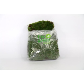 product/img.floraplaza.nl/MOSS-LIVE_fotos-0xBE46249C961ED69702BF918F1718A84B597B3099.jpg