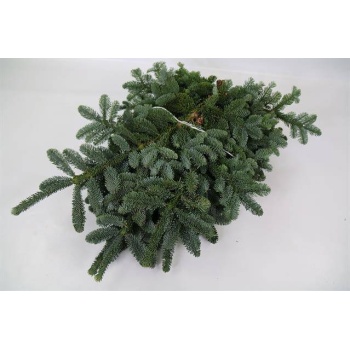 product/img.floraplaza.nl/NOBILIS5KH-LIVE_fotos-0x3BEFAC2F4BA7F2CDBA4C9D88605FB6D5DE023C52.jpg