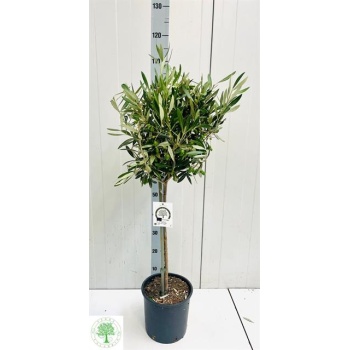 product/img.floraplaza.nl/OLE22-LIVE_fotos-0x430ED19BF64FA896995AA4DCEEC94F996E0A8F11.jpg