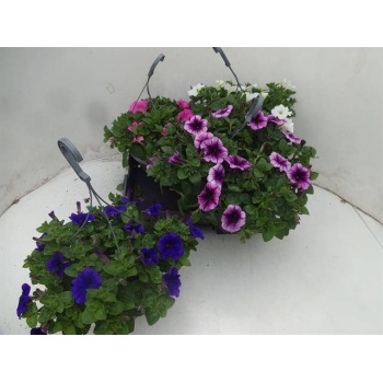 product/img.floraplaza.nl/PET21-LIVE_fotos-0xE0B1B07CD1D99AC2AE8912B8EB010E9498DD1916.jpg