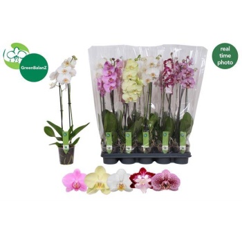product/img.floraplaza.nl/PHA12-LIVE_fotos-0xE6D90CA18EEDEDCBF26181B947B2BD539E8F7353.jpg