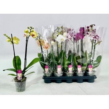 product/img.floraplaza.nl/PHA122M-LIVE_fotos-0x219A7D32118083A6DD9F33824808EA9269AFCE36.jpg