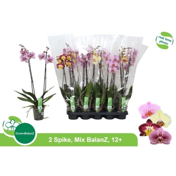 product/img.floraplaza.nl/PHA122M-LIVE_fotos-0x3CBE7034A29D65A93CE8398437F55D6CADA61523.jpg