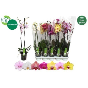 product/img.floraplaza.nl/PHA122M-LIVE_fotos-0xF514168C3D252316C61BCA601DF0DDDAF6E24A13.jpg