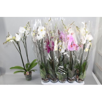 product/img.floraplaza.nl/PHA123M-LIVE_fotos-0xE5F7992311B8E7CCEA403B2A8A4F8C10229C306B.jpg