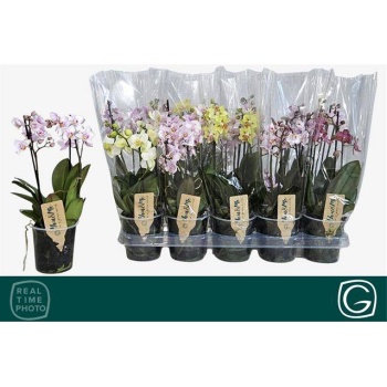 product/img.floraplaza.nl/PHA12MF-LIVE_fotos-0x126A4486A2752A5BF29CFD300E7E61B2ECF50784.jpg