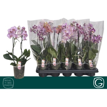 product/img.floraplaza.nl/PHA12MF-LIVE_fotos-0xFDFA283A2812C8631C2D0AF075BCEFDBA3D56B97.jpg