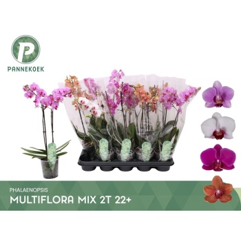 product/img.floraplaza.nl/PHA12MF2-LIVE_fotos-0x07D251306774C76CA40CE3099229525210E6EC3A.jpg