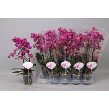 product/img.floraplaza.nl/PHA12MF2-LIVE_fotos-0x4ED2410A43A8672F419601A4AC183BBC525BD11B.jpg