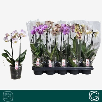 product/img.floraplaza.nl/PHA12MF2-LIVE_fotos-0x9DDFE2EBE7DA15C025F9A8CBFA8C420B59ED2BD4.jpg