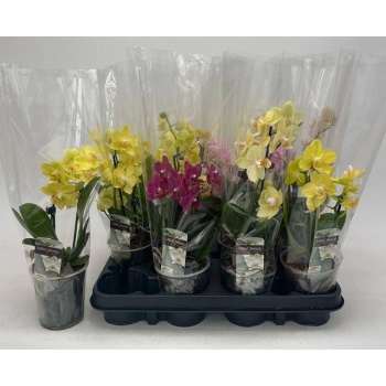 product/img.floraplaza.nl/PHA9-LIVE_fotos-0xD50A6EDAAAEB8754C16957EFEFEC85CC2D91269E.jpg