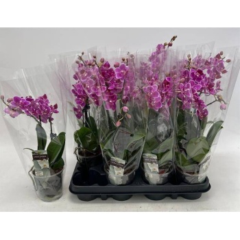 product/img.floraplaza.nl/PHA9PUR-LIVE_fotos-0x5EDC9CB1BC7FB64E61559F0899A93E9A115D7B87.jpg