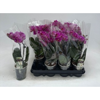 product/img.floraplaza.nl/PHA9PUR-LIVE_fotos-0xDC7F906DBD8A86D752E591EF19EB3D0B26E10166.jpg
