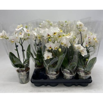 product/img.floraplaza.nl/PHA9W-LIVE_fotos-0xBE9356DCA53802B0F42CABB2B8EDDA0A3FDD759E.jpg