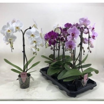 product/img.floraplaza.nl/PHAL12-LIVE_fotos-0x1B99D3D0379F360FB87E4D20ABE68498AA437D32.jpg