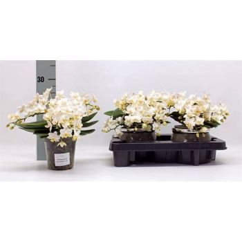 product/img.floraplaza.nl/PHANAZ12-LIVE_fotos-0x70AAF7F9C9F06DBC81209664CC502EF273CC77A9.jpg