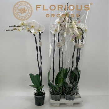 product/img.floraplaza.nl/PHAWHI15-LIVE_fotos-0xF70DA21F33A658E4B7AF13936F02FD1EACEF5D64.jpg