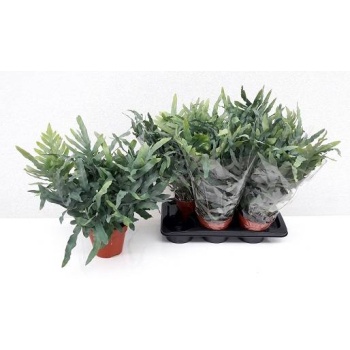 product/img.floraplaza.nl/PHLE17BLUS-LIVE_fotos-0x86E928B0283D5193E969FB050D9A4A6CBD93727F.jpg