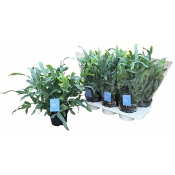 product/img.floraplaza.nl/PHLE17BLUS-LIVE_fotos-0x872235FD87635B73244C090C632BC5D3D04D6D60.jpg