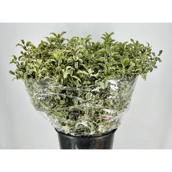 product/img.floraplaza.nl/PITTOSPORUM_NIGRA-LIVE_fotos-0x18D4EAD2D9A391925601DC73C8134D6B1EAC06F0.jpg