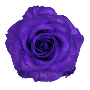 product/img.floraplaza.nl/PURPLE-60-ART_fotos-Mystic Tinted Catalogue-TNT Purple MO_SingleSt_X.jpg product/img.floraplaza.nl/PURPLE-60-ART_fotos-Mystic Tinted Catalogue-TNT Purple MO_SingleSt_X.jpg