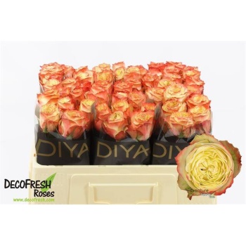 product/img.floraplaza.nl/RADV5-LIVE_fotos-0xB51AEA15E93457E51F26C6BB10A898C745C6B234.jpg product/img.floraplaza.nl/RADV5-LIVE_fotos-0xB51AEA15E93457E51F26C6BB10A898C745C6B234.jpg