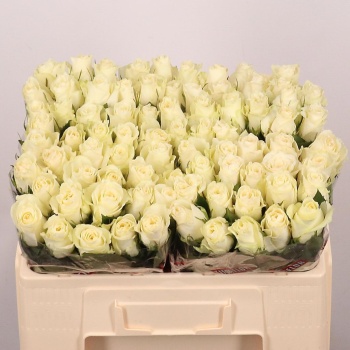 product/img.floraplaza.nl/RALBAT5-LIVE_fotos-0xAD16110512BA60A10F5A9F6FA2E199FD1355B947.jpg