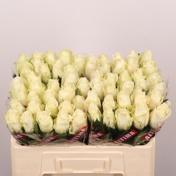 product/img.floraplaza.nl/RALBAT5-LIVE_fotos-0xB99D1E9216A509BF95F1548F1B8DC5232CB793CE.jpg