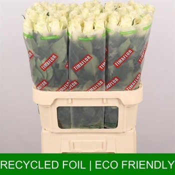 product/img.floraplaza.nl/RALBAT8-LIVE_fotos-0x38D72D9A669E4AE39AA3FA5166A8E619B0E4C76F.jpg