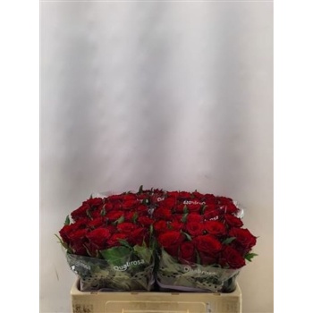 product/img.floraplaza.nl/RAMAROK5-LIVE_fotos-0xA248377A8F47EA75671CD4A60B73D6E7A40E567E.jpg