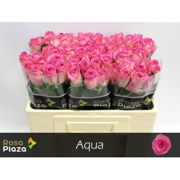 product/img.floraplaza.nl/RAQU5-LIVE_fotos-0xE0AEE3CB0B295309C1B2334157A5DAE1AC416341.jpg