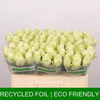 product/img.floraplaza.nl/RATH5-LIVE_fotos-0x8E50C812F18C3D4C1CA92297AD1FDA2EEB62C4BB.jpg