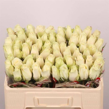 product/img.floraplaza.nl/RATH5-LIVE_fotos-0xE13B92B1196E73930AAA2E53BD1866A8E25B3D4D.jpg