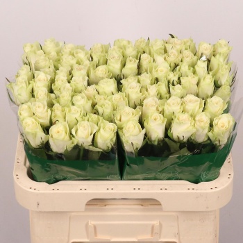 product/img.floraplaza.nl/RATH6-LIVE_fotos-0x6FEEBF9AE7925CFED8CF819A664957584AE55110.jpg
