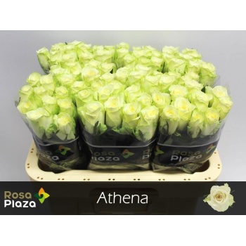 product/img.floraplaza.nl/RATH6RP-LIVE_fotos-0x273C1E4E2042FED54F75D9864F212F46B9991CA7.jpg