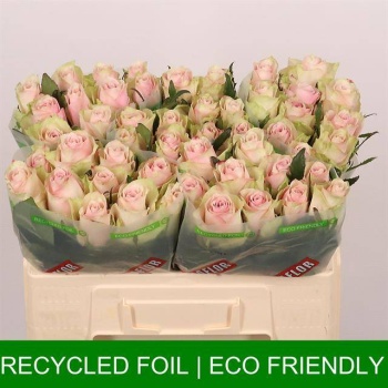 product/img.floraplaza.nl/RATHP5-LIVE_fotos-0x734A639A93C0FEE36305C6CE58502CB347F24720.jpg
