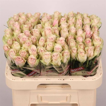 product/img.floraplaza.nl/RATHP6-LIVE_fotos-0xD5F2C2F1003C6A13181AFFBA9E9B692BEAA0C335.jpg
