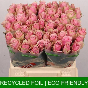 product/img.floraplaza.nl/RATHRO4-LIVE_fotos-0x71F6F8D76D81E1C0773774B83B628E686F5DE6CD.jpg