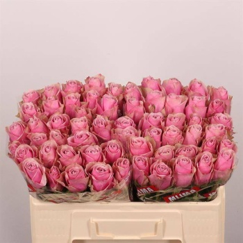 product/img.floraplaza.nl/RATHRO5-LIVE_fotos-0xFA930C46EF5EAFE7F67BE9E28D390B06028CA461.jpg product/img.floraplaza.nl/RATHRO5-LIVE_fotos-0xFA930C46EF5EAFE7F67BE9E28D390B06028CA461.jpg