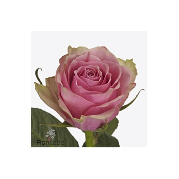 product/img.floraplaza.nl/RATHRO5N-ART_fotos-VBN-vbn122649.jpg