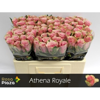 product/img.floraplaza.nl/RATHRO5RP-LIVE_fotos-0x4F08A759A8CF9E86BD9C92EC9AE0261D08DD4DE6.jpg