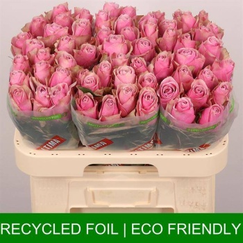 product/img.floraplaza.nl/RATHRO6-LIVE_fotos-0x197694576A1277EE004544322BEF09B529DD5A20.jpg