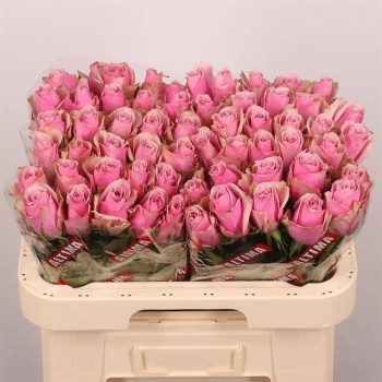 product/img.floraplaza.nl/RATHRO6-LIVE_fotos-0x86D517E4A1456B541E4DFB92BBDB0D26B3790090.jpg