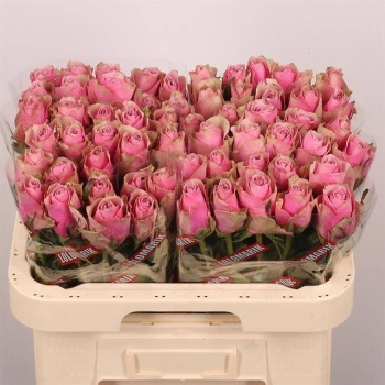 product/img.floraplaza.nl/RATHRO6-LIVE_fotos-0xB3178E038DAB0FC826493CF91A5DC553020810D4.jpg