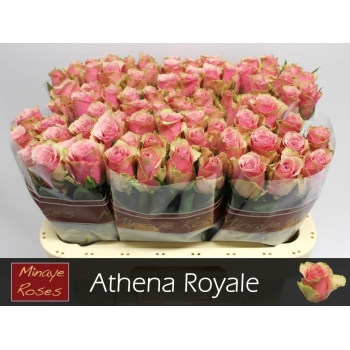 product/img.floraplaza.nl/RATHRO6-LIVE_fotos-0xC7CDAAFD39F3B556128FB7CA1A8EEFD8297DB1C8.jpg
