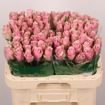 product/img.floraplaza.nl/RATHRO6-LIVE_fotos-0xC893BE4DDF206B7CB796935FD0977BFC07030784.jpg