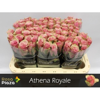 product/img.floraplaza.nl/RATHRO6RP-LIVE_fotos-0x6EAFB62E19C245CC13F902AF7D0C88C481F43D50.jpg