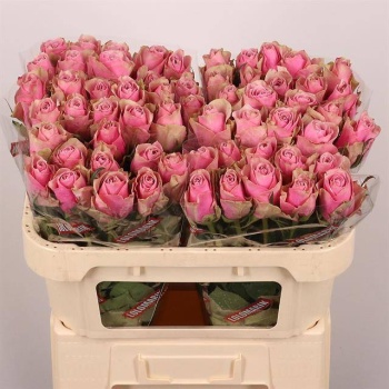 product/img.floraplaza.nl/RATHRO7-LIVE_fotos-0xD4A3BB14DF9C8A615CA9355892D6BECFFDB51A04.jpg product/img.floraplaza.nl/RATHRO7-LIVE_fotos-0xD4A3BB14DF9C8A615CA9355892D6BECFFDB51A04.jpg