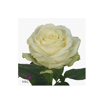 product/img.floraplaza.nl/RAVAL4-ART_Fotos-VBN-vbn16207.jpg